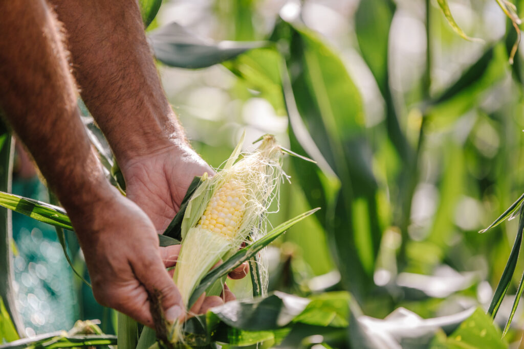 ÉCONOMUSÉE & Appellations réservées : La Ferme Langlois et fils. Artisans à l'oeuvre